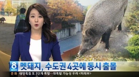 산에서 멧돼지 만났을 때 ‘어떻게 해야 가장 안전할까?’