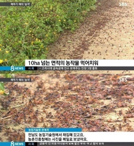 해남 메뚜기떼, 알고보니 풀무치.. 방제작업 마무리 단계