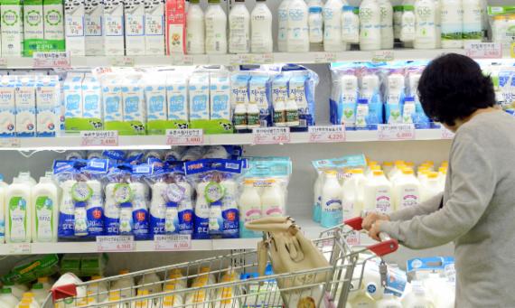 우유재고가 12년 만에 최고치에 도달한 가운데 21일 서울 한 대형마트에서 고객이 우유를 고르고 있다. 낙농진흥회에 따르면 지난 7월 기준 유재고(제품으로 만들고 남은 원유를 말려 보관)는 1만4896t으로 이는 지난 2002년 이후 12년 만에 최대 규모다. 사진=김범석 기자