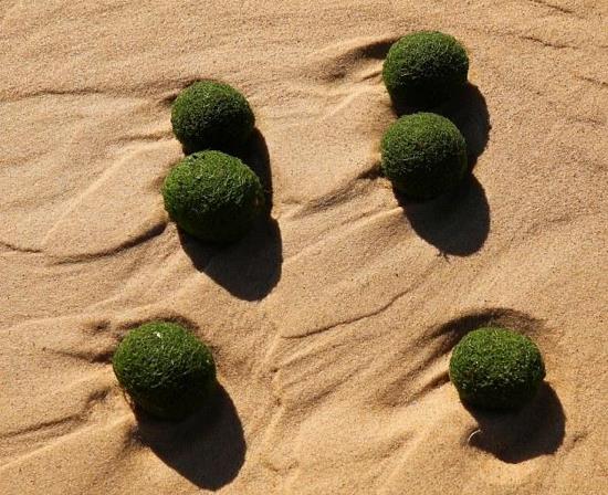 호주 시드니 해변서 정체불명 '녹색알' 발견돼