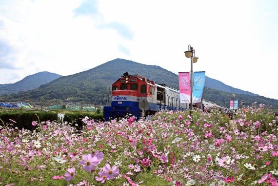 코레일 부산경남본부, 하동 북천코스모스·진주 유등축제 연계상품 출시