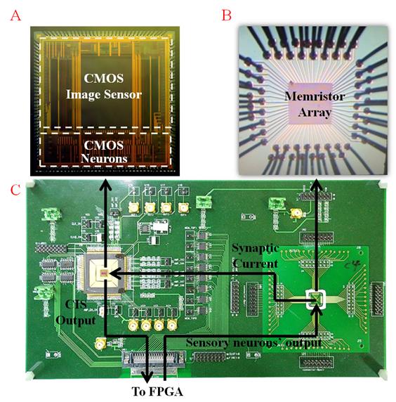 연구팀이 구현한 뉴로모픽 시스템의 구성도. (A)는 인공눈 역할을 하는 CMOS 이미지 센서. (B)-CMOS 뉴런과 (C)-멤리스터는 하나의 인공신경망으로 (A)에서 촬영된 영상 패턴을 학습해 기억한다. (D)는 (A)-(B)-(C)를 하나의 시스템으로 구현한 인쇄 회로 기판이다. (A)와 (B)는 CMOS 공정을 통해 하나의 칩으로 제작했다.
