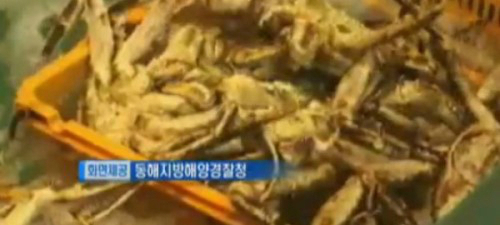 킹크랩 가격 폭락, 한 마리 값으로 두 마리를...이유가 한 사람의 ‘사재기’ 때문?