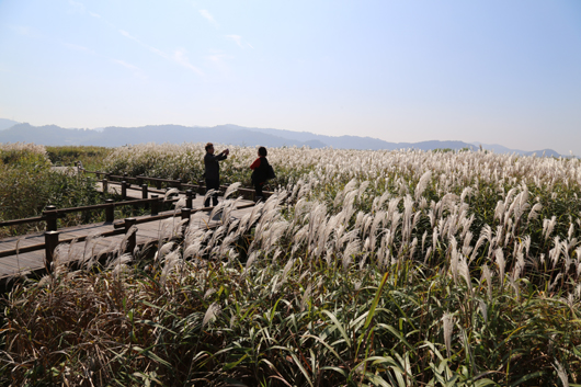 충남 서천 한산면 금강변에 위치한 '신성리 갈대밭'은 영화 '공동경비구역 JSA', 드라마 '추노'의 촬영지로 유명하다. 신성리 갈대밭을 찾은 여행객들이 기념촬영을 하고 있다.