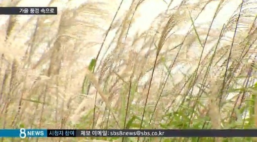 전국 억새 명소, 서울 도심에서 느끼는 가을...하늘공원 억새 축제