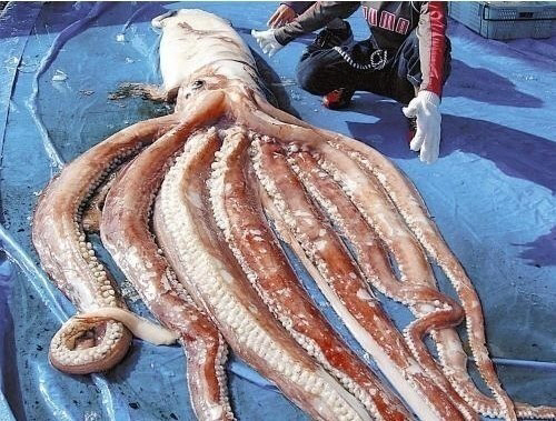 7.6m 대왕오징어, 일본 앞바다서 잡혀 ‘못 먹는 이유 들어보니…’