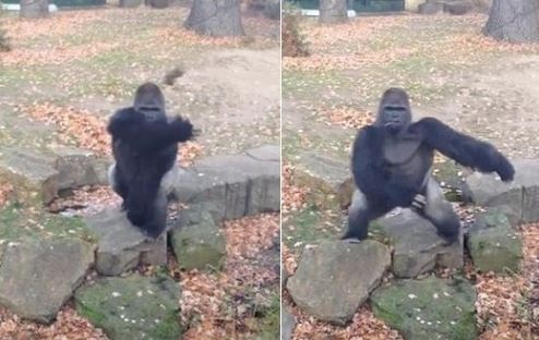 돌 던진 고릴라, “사진 찍지마” 분노의 돌팔매질? 공개 영상 화제