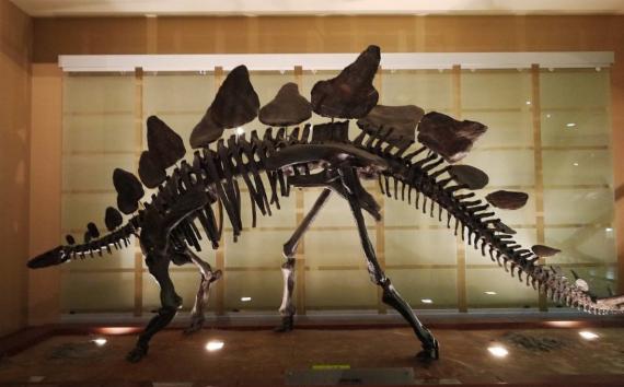 영국 스테고사우루스 완벽 복원..가장 멍청한 공룡으로 알려져