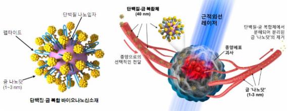 암 발병 부위로의 선택적 전달과 광열치료 과정 모식도 자료=고려대학교