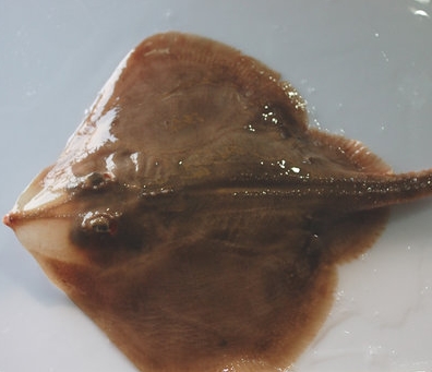 간재미 뜻, 뭐길래? 관심 ↑.. 가오리와 구분