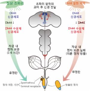 국내연구진, 스트레스성 불임 연구 실마리