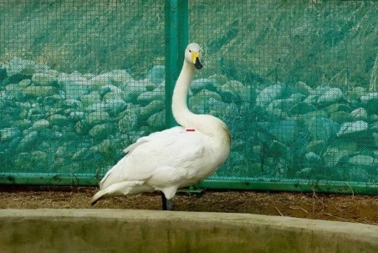 [투데이 키워드] 김동현, 브랜뉴뮤직, '순수의 시대' 강한나 신하균, 지방 많은 식품 잘 먹는 법, 아동 독감 유행, 스미싱 방지 원칙, 문화가 있는 날, 최면요법의 역사, 큰고니 이동경로 추적, 세종시 편의점 괴한, 터키 잠적 김군 IS 훈련, 김현중 공식입장