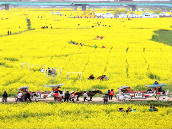 부산 낙동강 유채꽃축제 개막