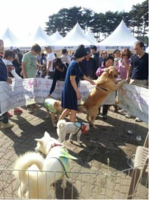 서울시, 이달부터 월드컵공원 토요 '유기동물 입양센터' 운영