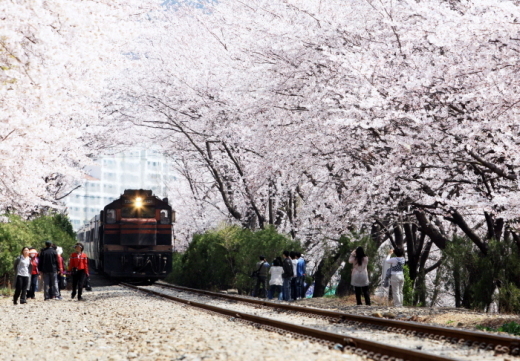 벚꽃 나들이, 코레일이 선정한 ‘전철역 주변 벚꽃길 5선’