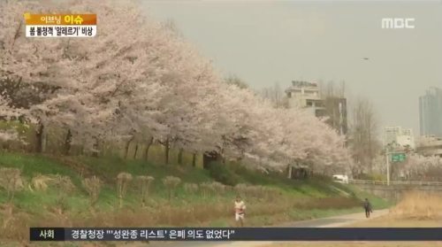 꽃가루 제일 많은 시간, 오전 6시부터 10시… 꽃가루 제일 많아