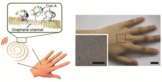 오른쪽 사진은 금속 나노와이어 하이브리드 구조를 이용해 제작한 투명한 웨어러블 무선 스마트 센서가 손등에 부착된 모습이다. 이 센서는 오른쪽에 보이는 것처럼 손등에 붙여도 보이지 않을 정도로 투명하며, 잡아당기거나 구겨도 전기적 특성이 유지된다. 왼쪽 위 그림의 Con-A는 이번 실험에서 활용한 단백질의 이름으로 그래핀이 Con-A 단백질을 감지하면 저항이 달라지고, 이 정보를 안테나를 통해 전달하게 된다.
