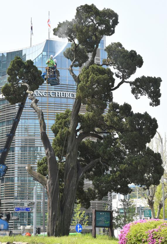 새봄맞이 목욕하는 '천년향'