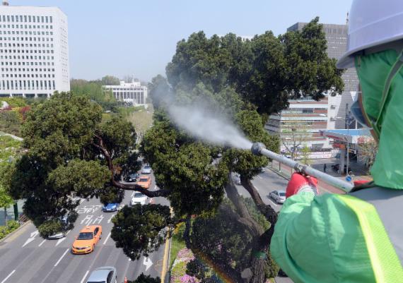 새봄맞이 목욕하는 '천년향'