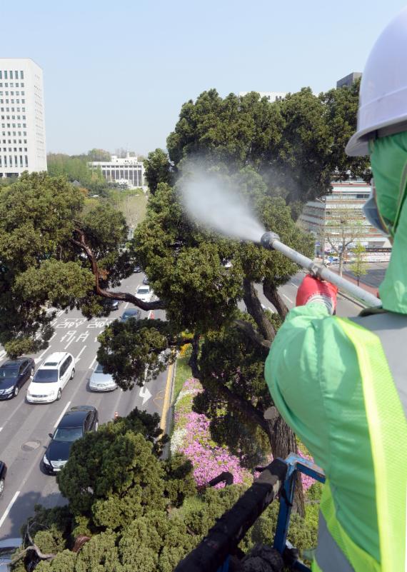 새봄맞이 목욕하는 '천년향'