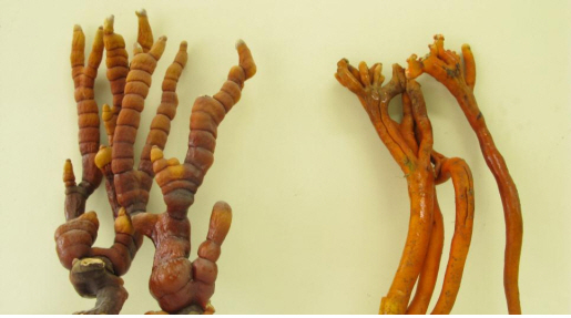 독버섯인 붉은사슴뿔버섯을 영지버섯으로 오용하는 사고가 발생하고 있다. 사진 오른쪽은 붉은사슴뿔버섯이고 왼쪽은 갓이 나오기 전 야생 영지버섯의 모양.