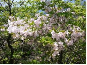 지리산 세석대피소 철쭉/지리산국립공원사무소