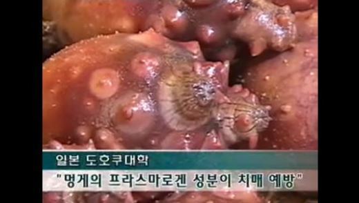 멍게의 효능, 못생겼다고 놀리지 마… 효능은 챔피언!