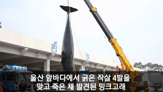 [카드뉴스] 바다의 로또 '밍크고래' 작살로 불법포획