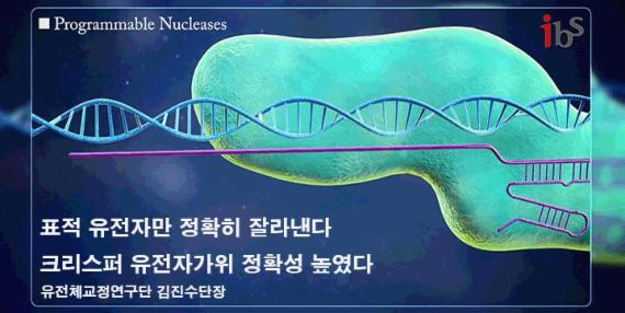 DNA를 자르고 붙이는 '크리스퍼 유전자 가위'…국내 공론화