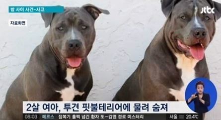 청주서 생후 15개월 된 여아 ‘세상에서 제일 위험한 개 핏불테리어’에 물려 숨져