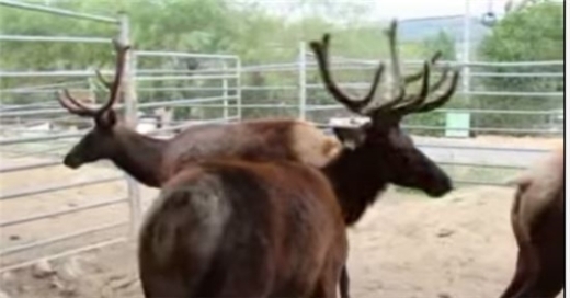 녹용의 효능, 젊은 활력 되찾아주는 ‘신비한 약재’ 어떤 효능 있을까?
