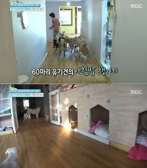 배우 이용녀 연기의 자양분은 유기견 ‘강아지들 책임지기 위해 작은 배역도 마다 안해’