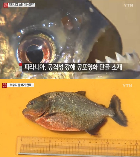 피라니아 저수지, 이틀 작업에도 ‘행방불명’ 피라니아 ‘위해우려종 등록’
