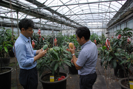 농촌진흥청 산하 국립원예특작과학원 온난화대응농업연구소의 김천환 박사(왼쪽)와 임찬규 박사가 재배연구 중인 망고에 대해 의견을 나누고 있다. 사진=윤경현 기자