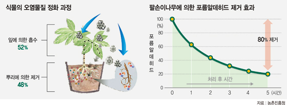 [우리 농업을 빛낸 기술들] (中) 새집증후군 잡는 '공기정화식물'.. 국민 건강 증진에 기여