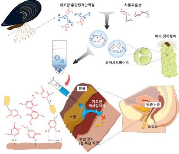 갯지렁이, 홍합의 능력 뽑아낸 수중 의료접착제..세계 첫 개발