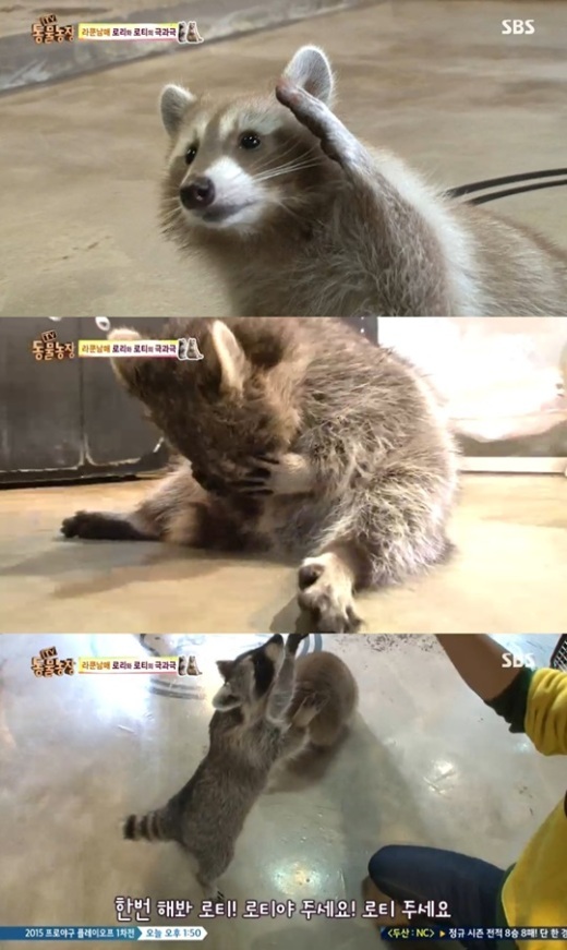라쿤 남매 로리와 로티, 식신도 울고갈 엄청난 식탐 눈길