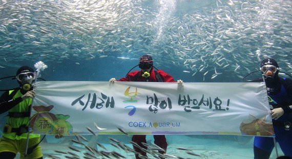 코엑스 아쿠아리움, '설 맞이 국악·정어리 공연' 개최