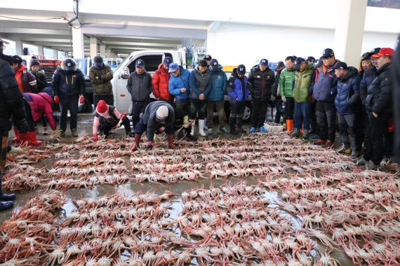 경북 울진 후포항 수협위판장은 어선들이 후포항 앞바다 왕돌초에서 잡아온 대게를 경매하기 위해 경매사와 상인들로 이른 아침부터 북적거린다. 사진=이정호 선임기자