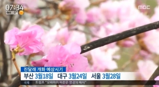 [봄꽃 개화 시기] 개나리, 내달 14일 제주도서 시작...서울은 ‘27일’