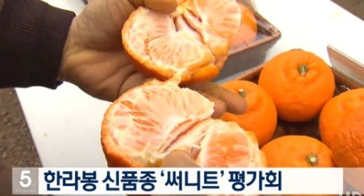 한라봉 효능 ‘비타민C 풍부...피로회복+감기 예방 효과적’