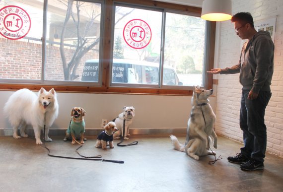 서울 반포동 서래마을에 위치한 아이엠 반려견 유치원. 조련사가 반려견들을 조련하고 있다. 지난해 아이엠 반려견 유치원에 등록한 반려견은 100여마리에 달한다.