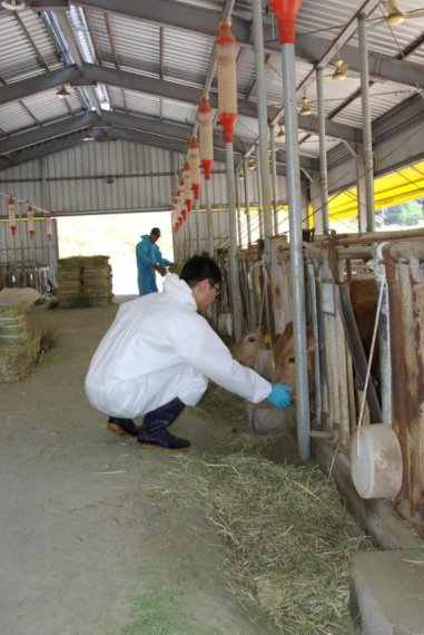 경상북도 축산기술연구소 한우연구실 정대진 박사가 당대검정을 진행 중인 수소에게 먹이를 준 후 건강상태 등을 확인하고 있다.