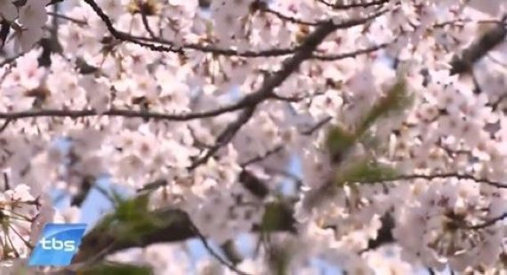 아름다운 서울길, 3월 꽃 축제는? ‘영등포 축제-광양 매화축제’ 등