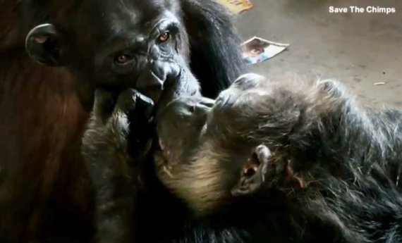 ▲사진=세이브더침스