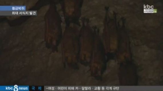 무안 황금박쥐, 120여마리 동면…5월부터 “이동경로 확인예정”