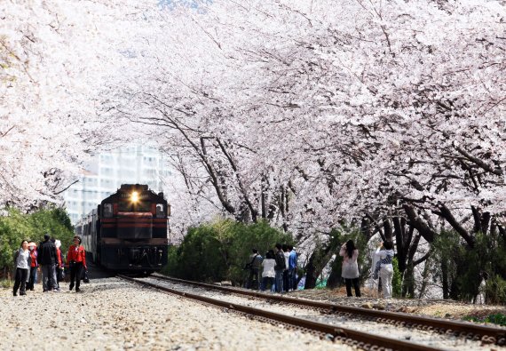 벚꽃잎 날리는 이맘때면 절로 발길 닿는 곳, 진해