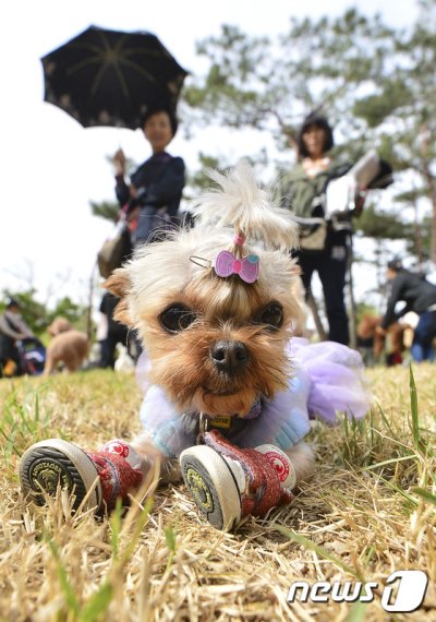 서울 동작구 보래매공원 내 반려견 놀이터에서 강아지들이 목줄 없이 편히 쉬고 있다. 뉴스1 제공