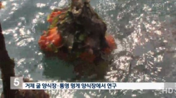 멍게의 효능, 프라스마로겐 성분…치매에 탁월 “뇌에서 한 30% 정도 감소”