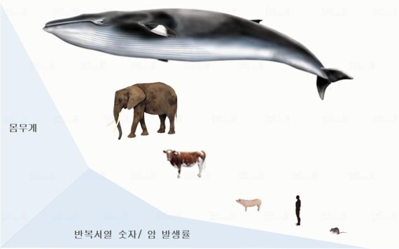 대형 밍크고래, 진화 거치면서 '암 억제'